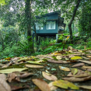 Wayanad Wild